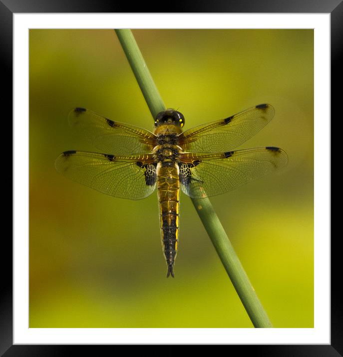 Four Spotted Chaser Framed Mounted Print by Sandi-Cockayne ADPS
