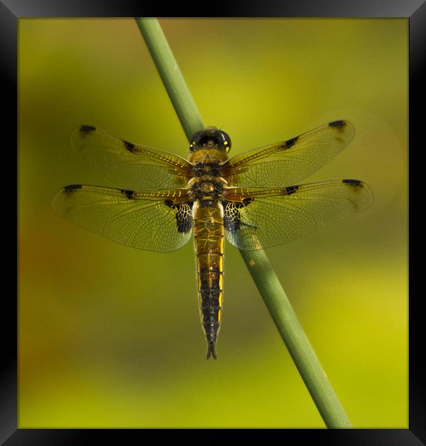 Four Spotted Chaser Framed Print by Sandi-Cockayne ADPS