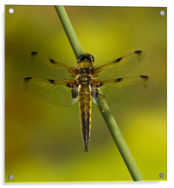 Four Spotted Chaser Acrylic by Sandi-Cockayne ADPS