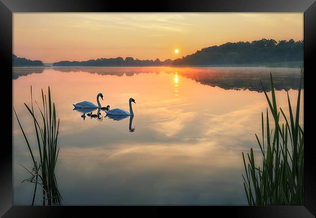 Dawn tranquility on the Norfolk Broads Framed Print by steve docwra