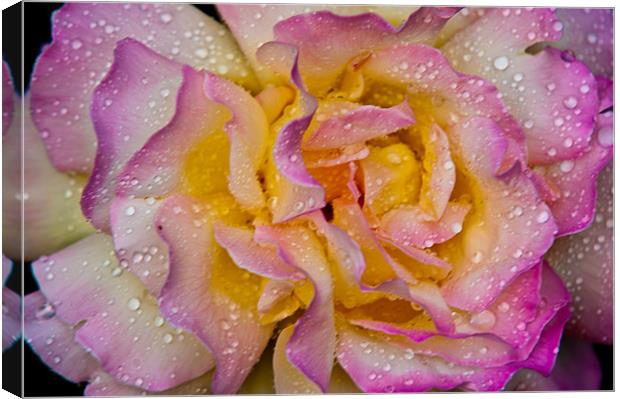 Peace Rose Canvas Print by Ben Prior