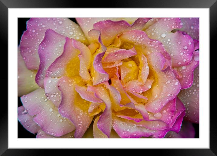 Peace Rose Framed Mounted Print by Ben Prior