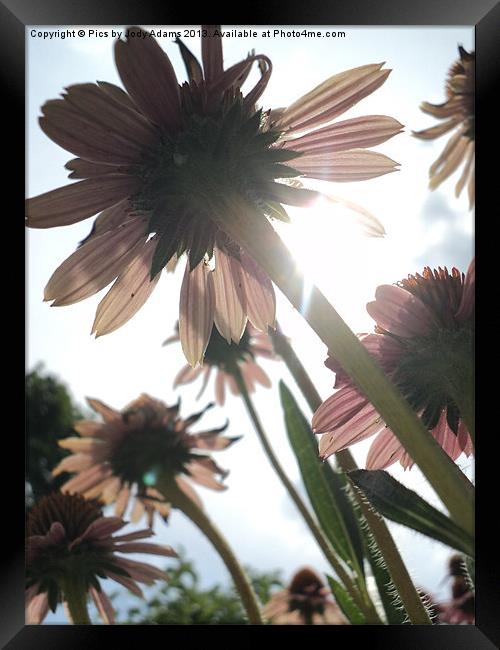 Cornflowers to the Sky Framed Print by Pics by Jody Adams