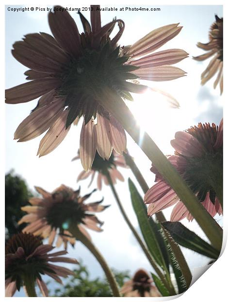 Cornflowers to the Sky Print by Pics by Jody Adams