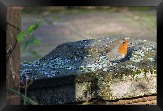 Robin Framed Print by Susan Mundell