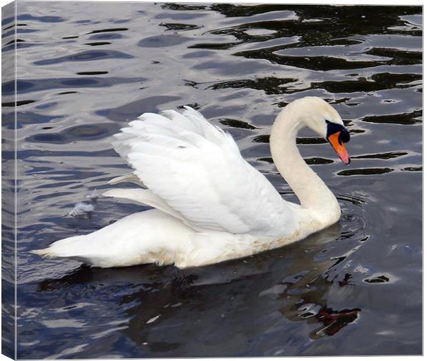 Swan Song Canvas Print by Susan Mundell