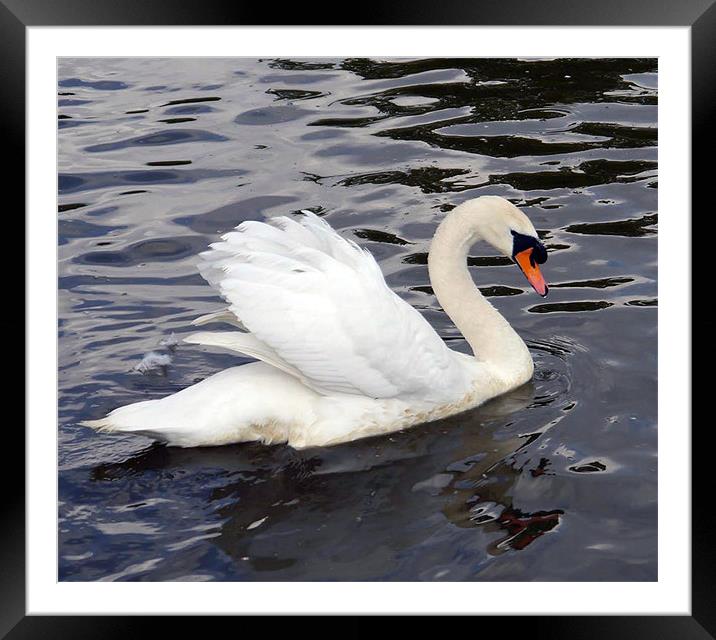 Swan Song Framed Mounted Print by Susan Mundell