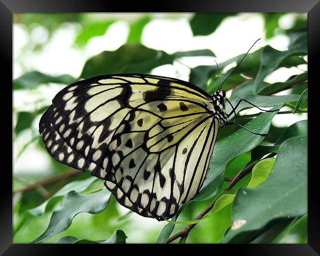 Butterfly Framed Print by Susan Mundell