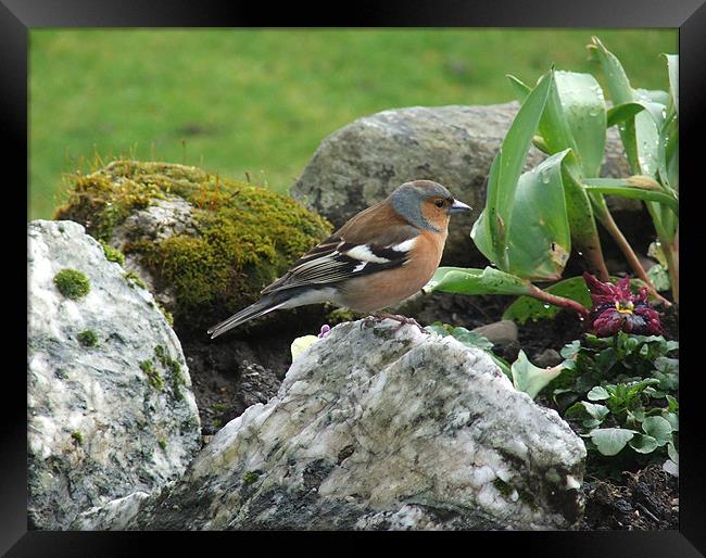 Having a rest Framed Print by Susan Mundell