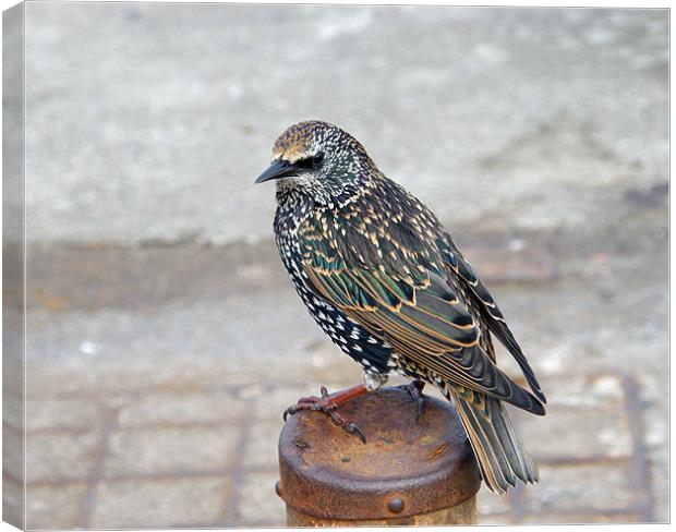 Starling Canvas Print by Susan Mundell