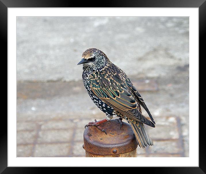 Starling Framed Mounted Print by Susan Mundell