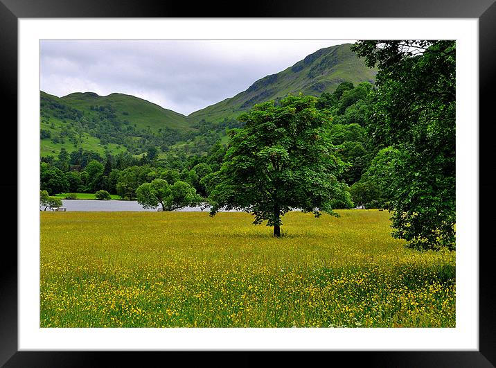Mountains and Buttercups Framed Mounted Print by Oliver Firkins