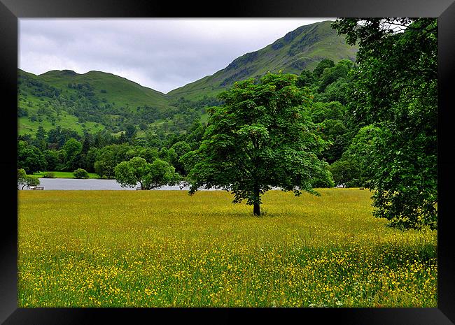 Mountains and Buttercups Framed Print by Oliver Firkins