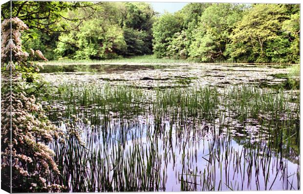 Lily Ponds Pembrokeshire Canvas Print by Carole-Anne Fooks