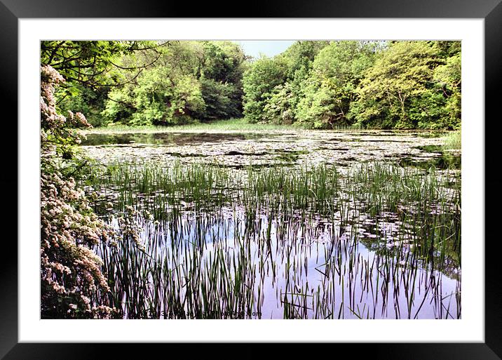 Lily Ponds Pembrokeshire Framed Mounted Print by Carole-Anne Fooks