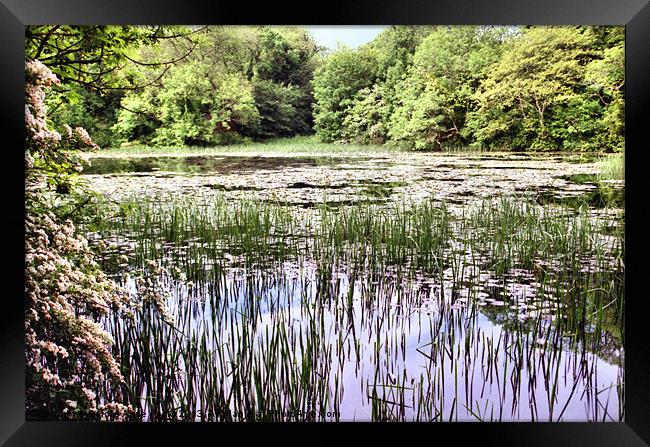 Lily Ponds Pembrokeshire Framed Print by Carole-Anne Fooks