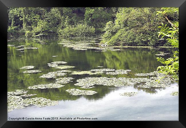Lily Ponds Pembrokeshire Framed Print by Carole-Anne Fooks