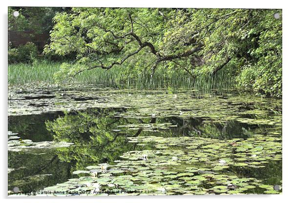 Lily Ponds Pembrokeshire Acrylic by Carole-Anne Fooks