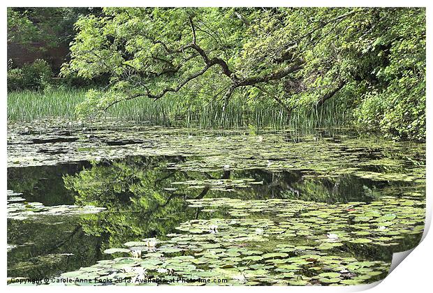 Lily Ponds Pembrokeshire Print by Carole-Anne Fooks
