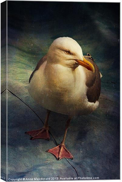 Portrait of a Seagull (Laridae) Canvas Print by Anne Macdonald