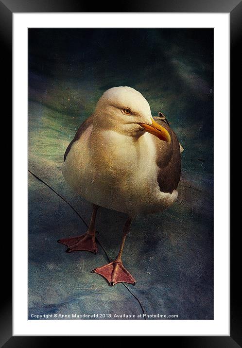 Portrait of a Seagull (Laridae) Framed Mounted Print by Anne Macdonald