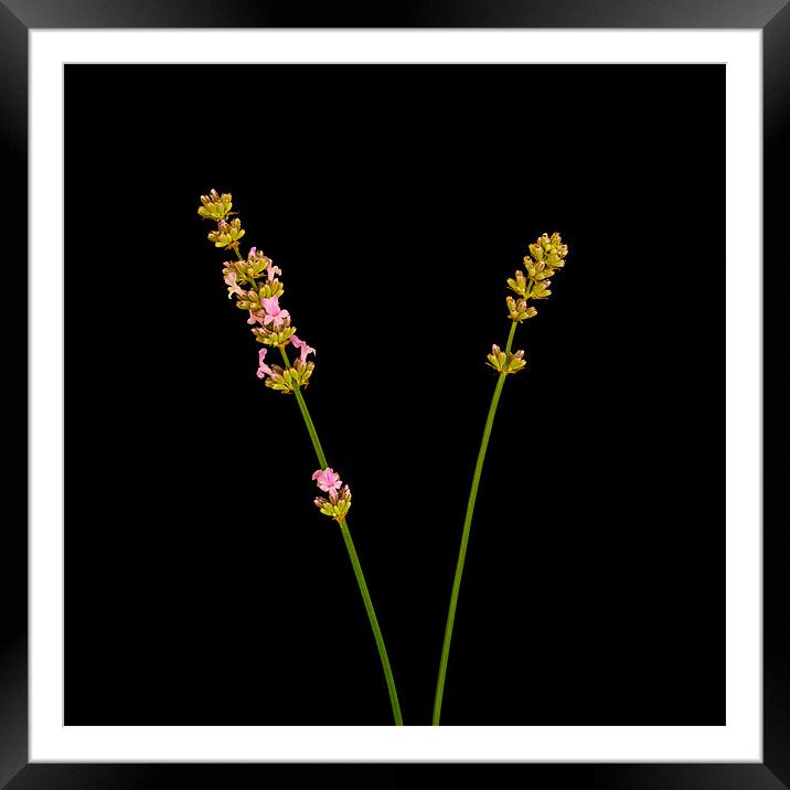 Lavender Stems Framed Mounted Print by Mark Llewellyn