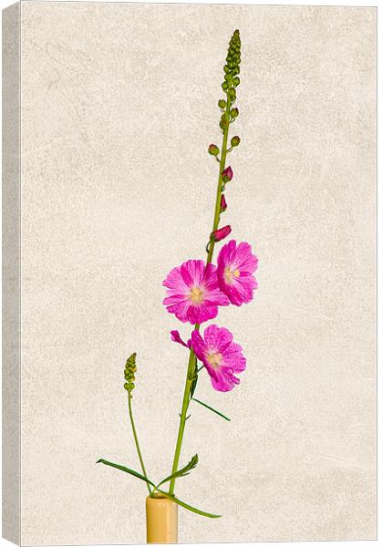 Pink Sidalcea Canvas Print by Mark Llewellyn