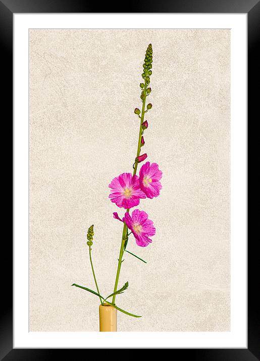 Pink Sidalcea Framed Mounted Print by Mark Llewellyn
