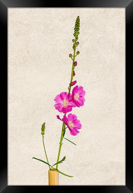 Pink Sidalcea Framed Print by Mark Llewellyn