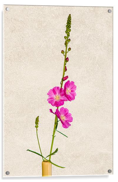 Pink Sidalcea Acrylic by Mark Llewellyn