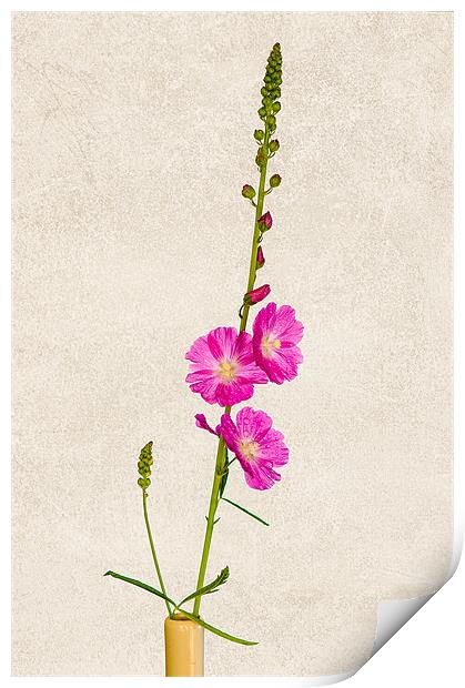 Pink Sidalcea Print by Mark Llewellyn