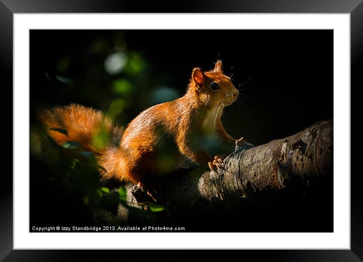 Red squirrel in sunlight Framed Mounted Print by Izzy Standbridge