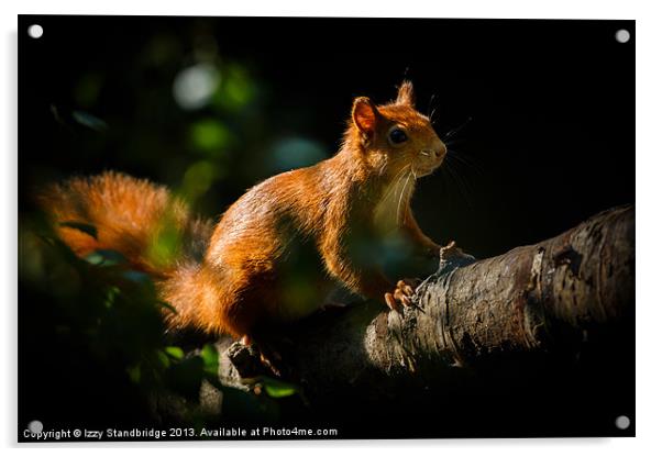 Red squirrel in sunlight Acrylic by Izzy Standbridge
