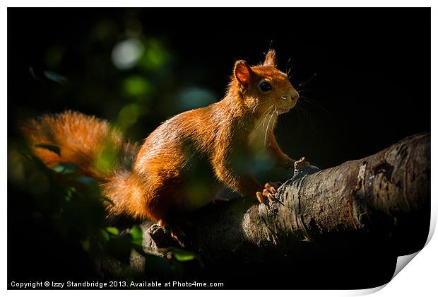 Red squirrel in sunlight Print by Izzy Standbridge