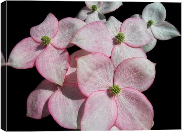 Flowering Dogwood Canvas Print by Mary Lane