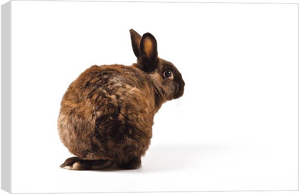 Rabbit looking over its shoulder Canvas Print by David Yeaman