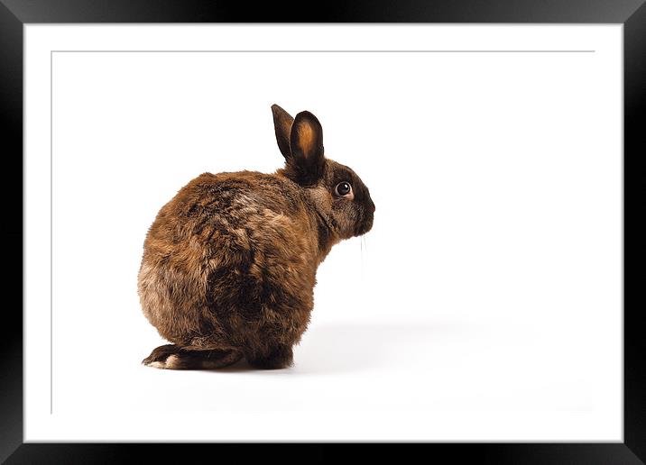 Rabbit looking over its shoulder Framed Mounted Print by David Yeaman