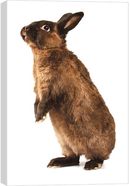 Rabbit standing on hind legs Canvas Print by David Yeaman