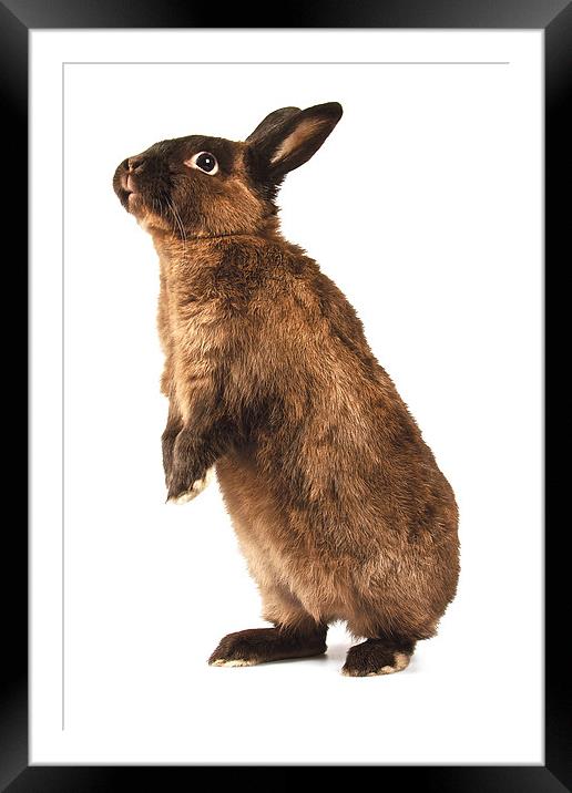 Rabbit standing on hind legs Framed Mounted Print by David Yeaman