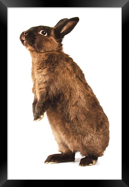 Rabbit standing on hind legs Framed Print by David Yeaman