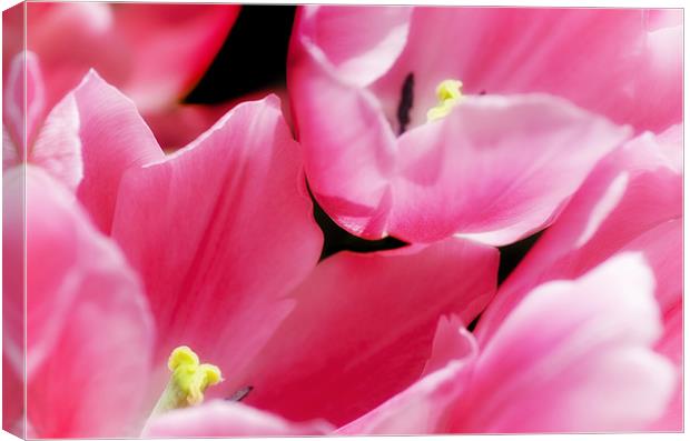 Pink Tulips Canvas Print by Mary Lane