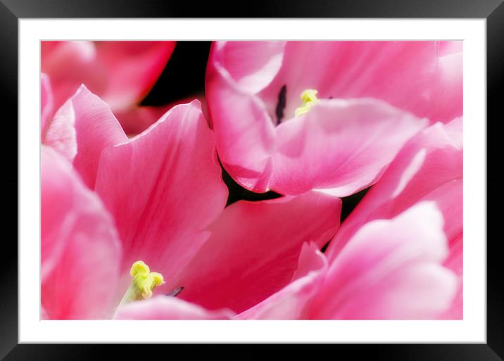 Pink Tulips Framed Mounted Print by Mary Lane