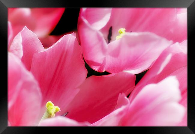 Pink Tulips Framed Print by Mary Lane