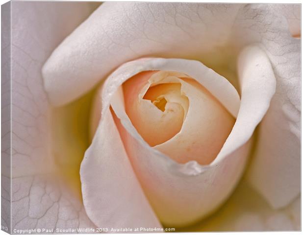 Pink Rose emerging . Canvas Print by Paul Scoullar