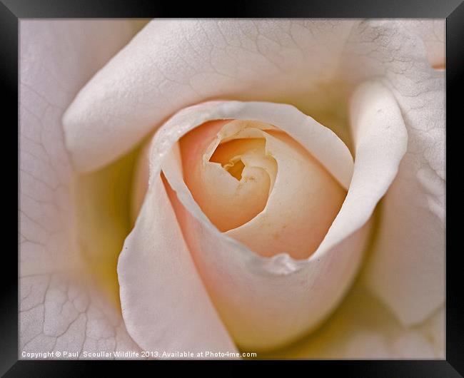 Pink Rose emerging . Framed Print by Paul Scoullar