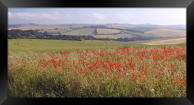 poppy field Framed Print by Daniel Duchacek