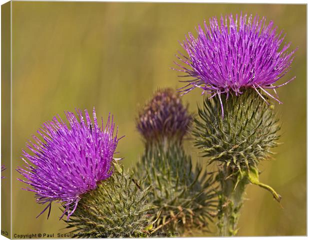 Spear Thistle Canvas Print by Paul Scoullar