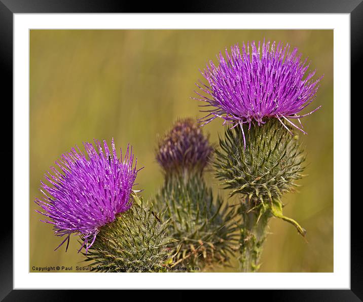 Spear Thistle Framed Mounted Print by Paul Scoullar