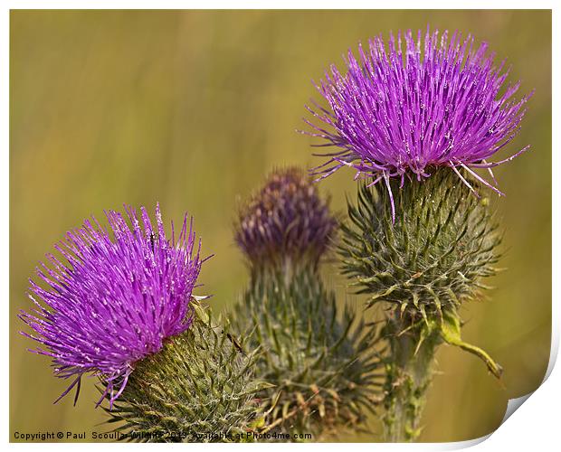 Spear Thistle Print by Paul Scoullar