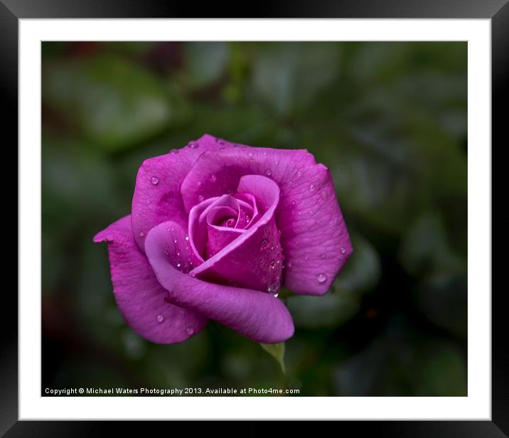 Wet Rose Framed Mounted Print by Michael Waters Photography
